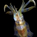 squid_reef_bigfin_pp_v_0122_alo0273.jpg